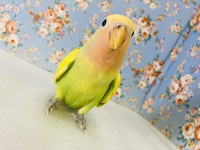 コザクラインコ（小桜インコ）