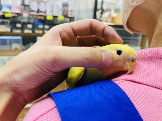 コザクラインコ（小桜インコ）