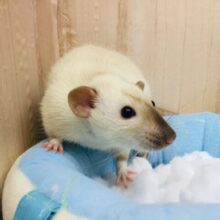 大人気！！ファンシーラット(サイアミーズ)男の子