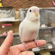 キミは完璧❤︎*ˊᵕˋ 手乗りセキセイインコ(ダブルファクタースパングル)さん🕊️🫧✨