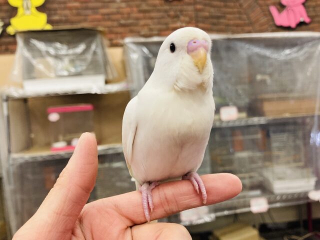 キミは完璧❤︎*ˊᵕˋ 手乗りセキセイインコ(ダブルファクタースパングル)さん🕊️🫧✨