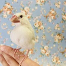 最新画像🌟オトナになると…❤︎? 超美💟シルバーイノ文鳥さんです🌸