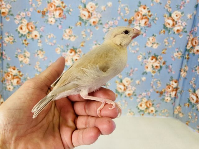 シナモン文鳥