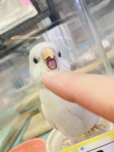 セキセイインコ