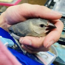 最新画像🌟ペンギン文ちゃん🐧❤︎⁾⁾ 手乗り桜文鳥さんです🌸