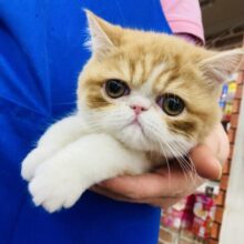 最新画像🌟かわいくて心ポカポカ❤︎*ˊᵕˋ 当店秘蔵っ子のエキゾチック　デビュー！