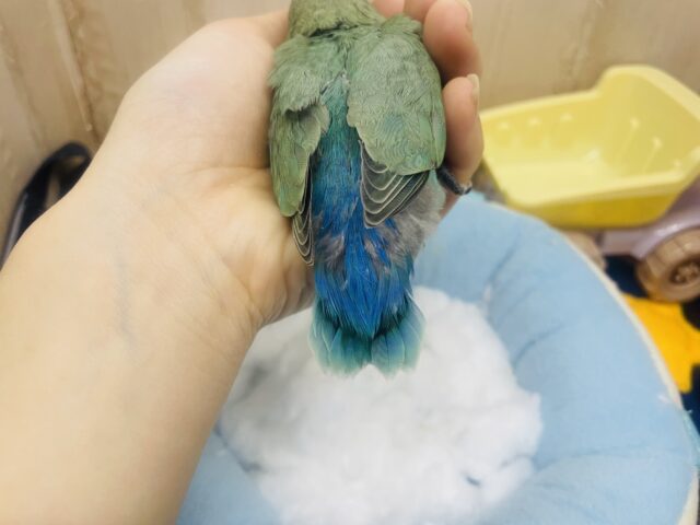 コザクラインコ（小桜インコ）