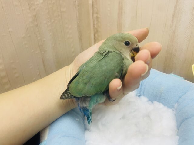 コザクラインコ（小桜インコ）