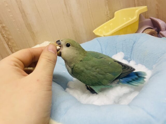 コザクラインコ（小桜インコ）