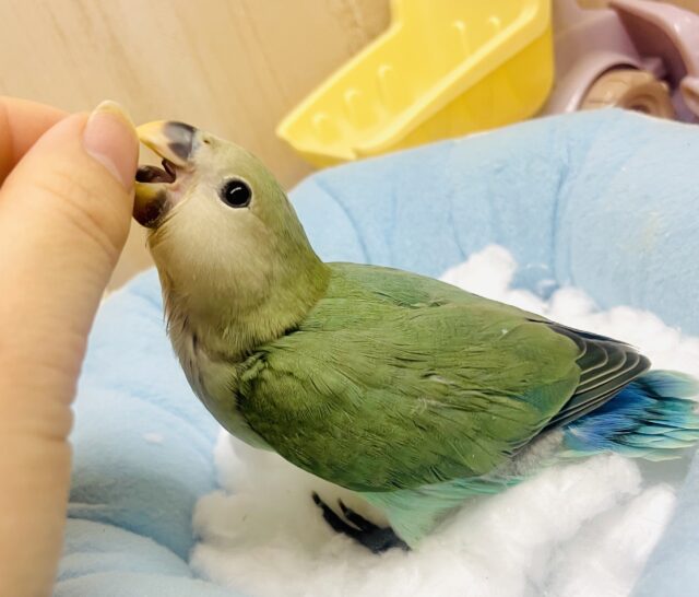 わあーーおぃ👀🙌🙌🙌💓みずみずしいコザクラインコ　ブルーチェリー