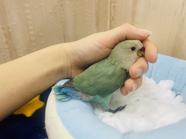 コザクラインコ（小桜インコ）