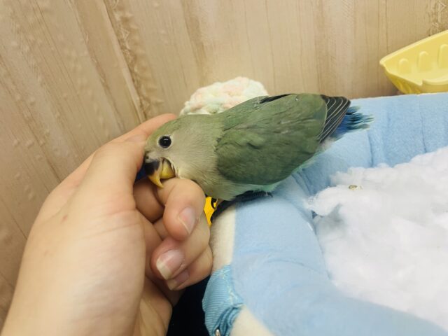 コザクラインコ（小桜インコ）