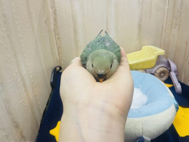 コザクラインコ（小桜インコ）