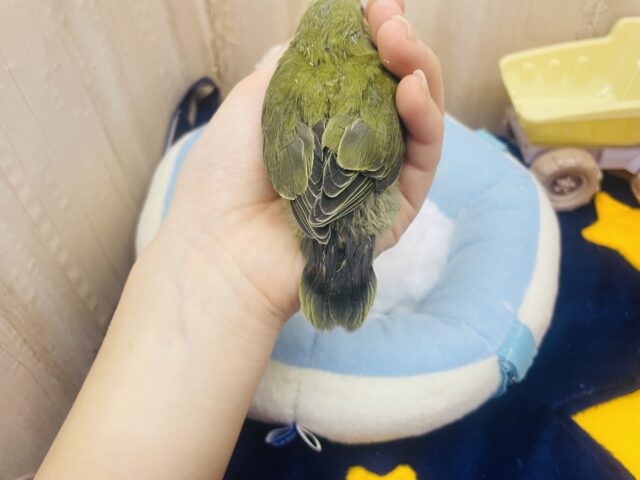 コザクラインコ（小桜インコ）