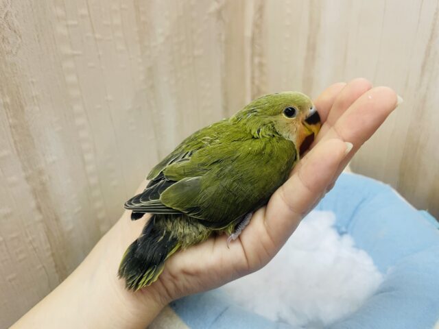 コザクラインコ（小桜インコ）