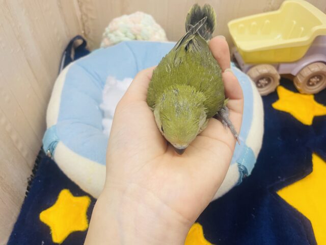 コザクラインコ（小桜インコ）