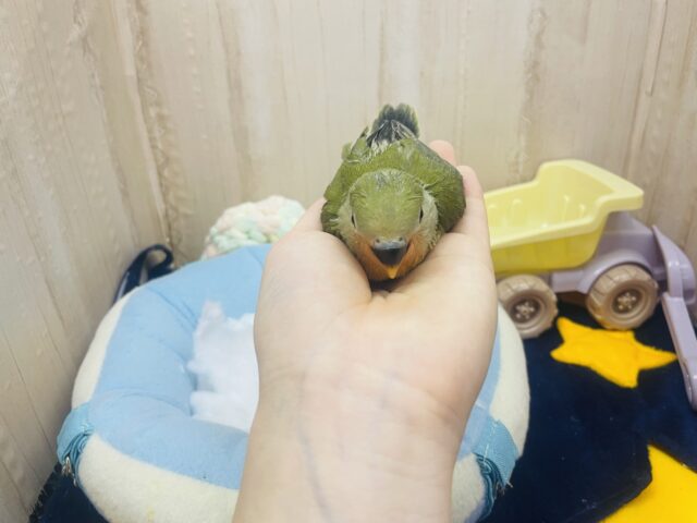 コザクラインコ（小桜インコ）