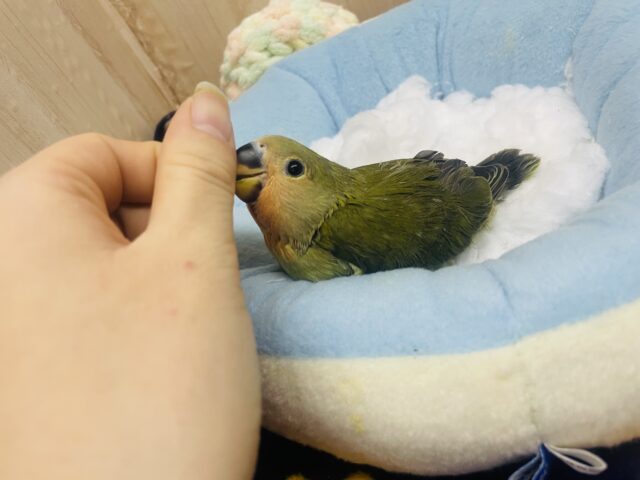 コザクラインコ（小桜インコ）