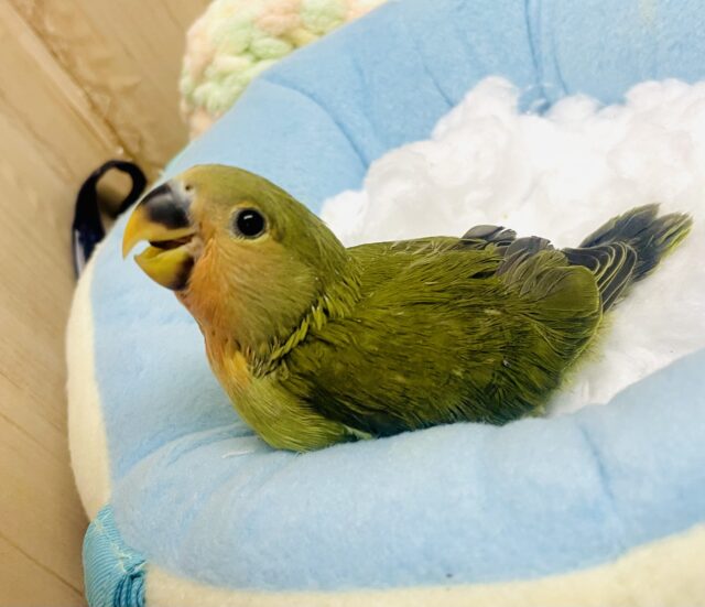 🫒ピクルス🫒だよ〜みんなよろしくね❣️コザクラインコ　オリーブ