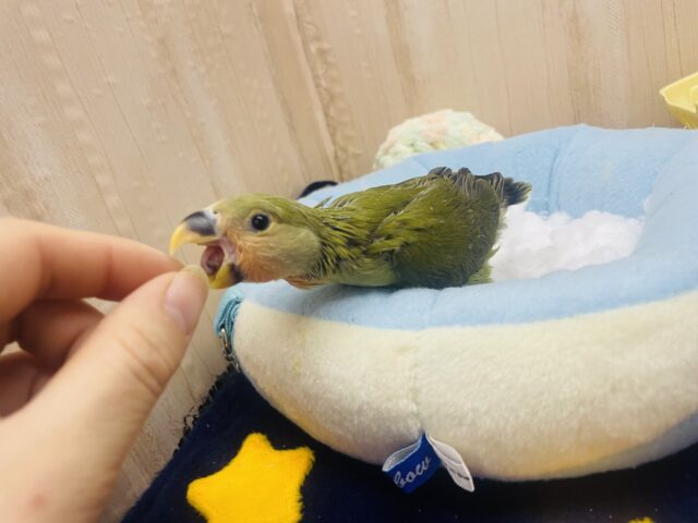 コザクラインコ（小桜インコ）