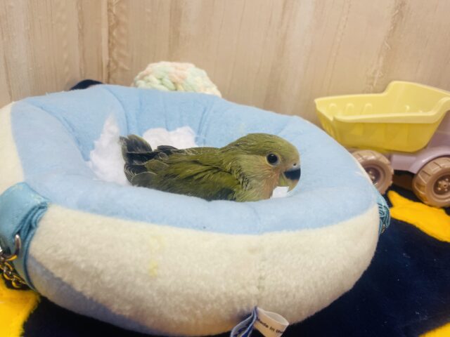 コザクラインコ（小桜インコ）