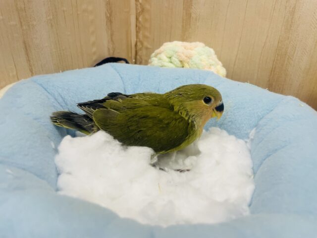 コザクラインコ（小桜インコ）