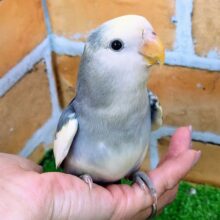 最新画像更新︎💕柄が個性的♡ちっちゃな怪獣♪小桜インコ（バイオレットパイド）