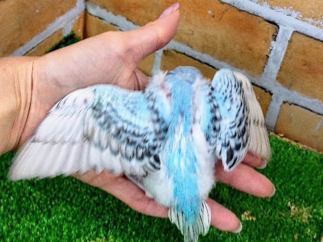 セキセイインコ