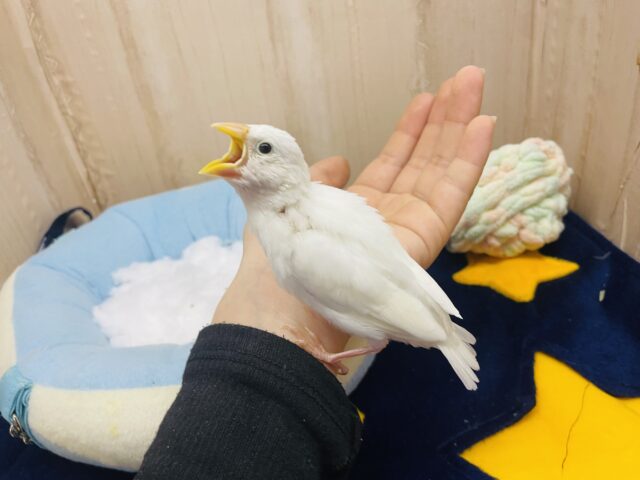 白文鳥