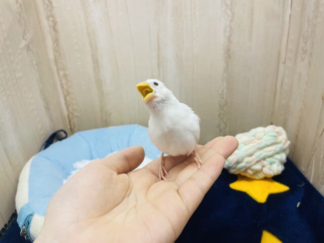 白文鳥