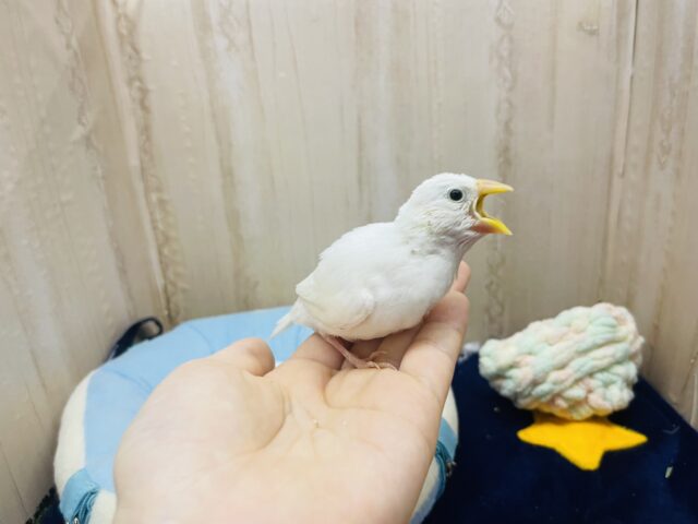 白文鳥