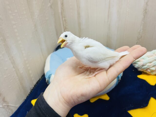 白文鳥