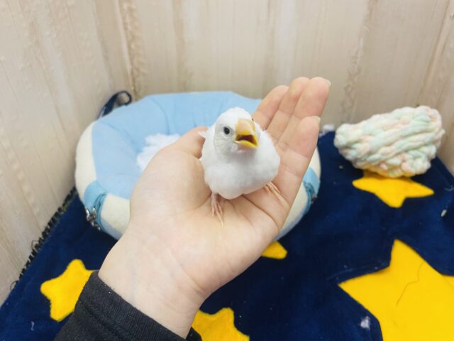 白文鳥