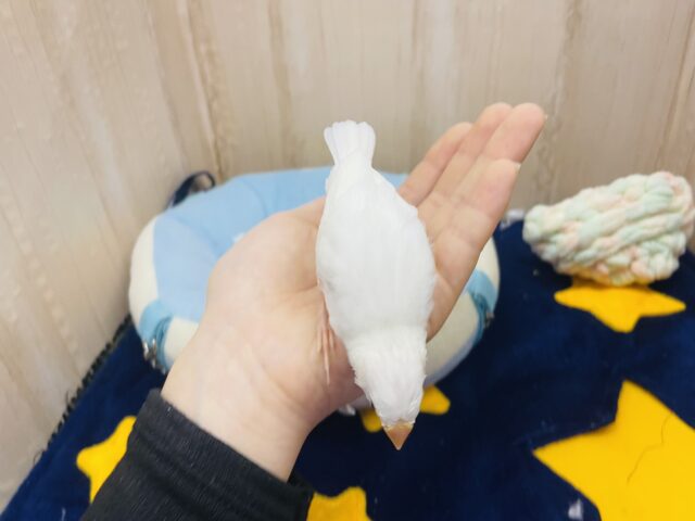 白文鳥