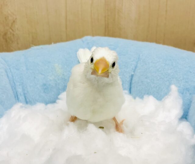 一瞬あひるに見えます。。🤭　白文鳥