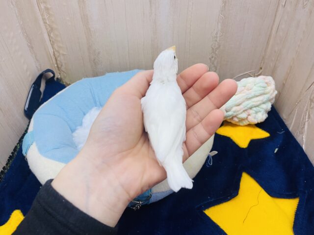 白文鳥