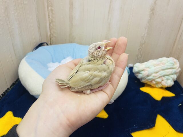 シナモン文鳥