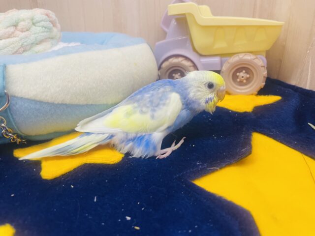 セキセイインコ