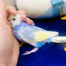 🌌🟦ずっと夢見心地で居てもいいんじゃないの〜🌌🟦　セキセイインコ　レインボー