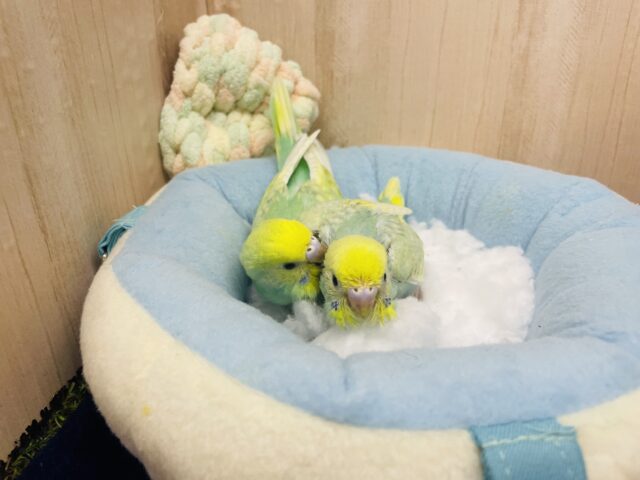 セキセイインコ