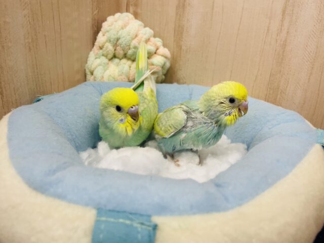 セキセイインコ