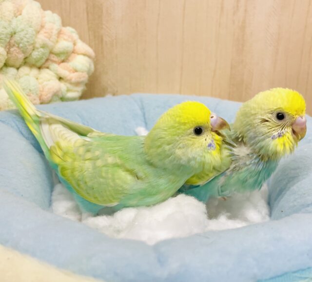 ⭐️🌟🫶キミはキミで輝いてほしい🫶🌟⭐️ セキセイインコ　パステルカラーレインボー