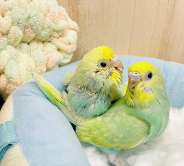 🩷💗🙌キミはキミでハートを貫いてほしい🙌💗🩷　セキセイインコ　パステルカラーレインボー