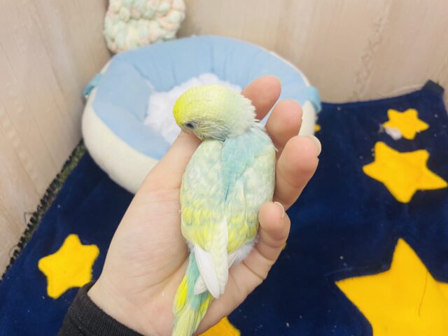 セキセイインコ