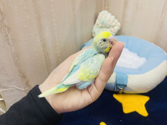 セキセイインコ