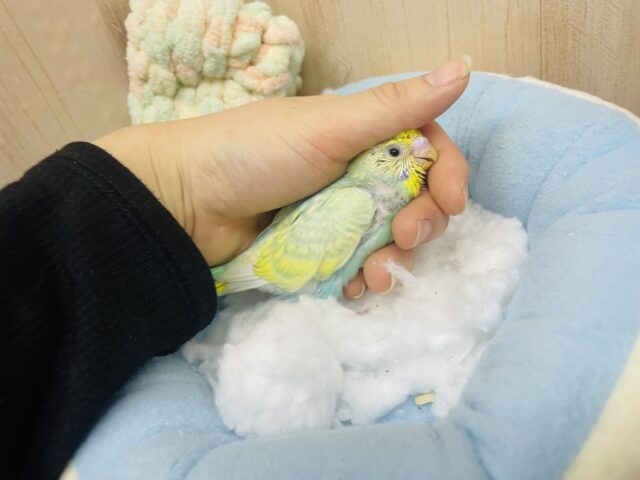 セキセイインコ