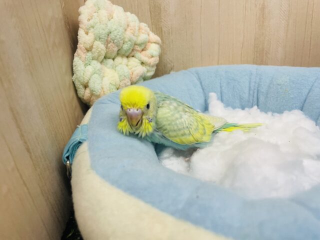 セキセイインコ