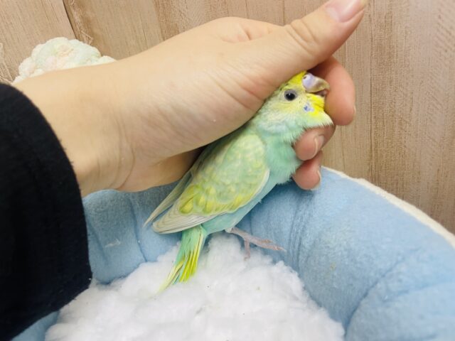 セキセイインコ