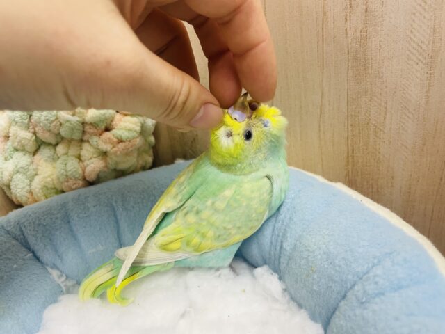 セキセイインコ