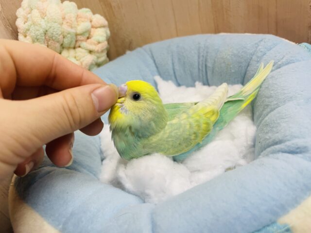 セキセイインコ